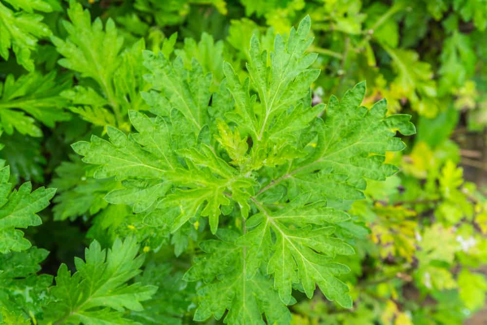 Artemesia annua